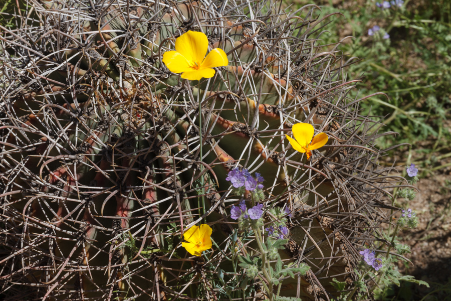 Cactus Flower