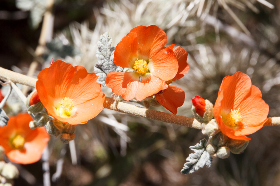 Orange Globemallow