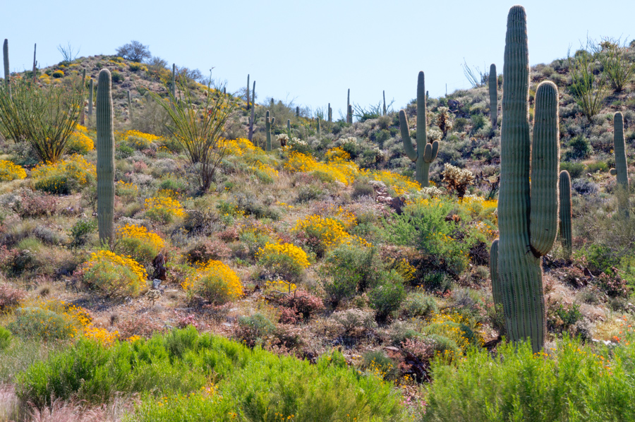 Brittlebush