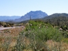 New Mexico Thistle