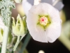 White Desert Globemallow