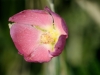 Pink Globemallow