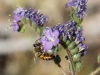 Bee on Cleft-leaf Wildheliotrope