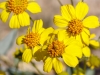 Desert Sunflower