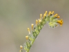 Common Fiddleneck