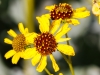 Brittlebush