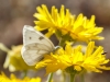 Checkered White Butterfly, Desert Marigold