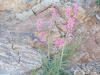 Parry's Beardtongue