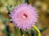 New Mexico Thistle