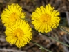 Desert Marigold