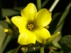 Golden Linanthus