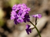 Dakota Mock Vervain