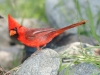 Northern Cardinal