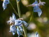 Delphinium