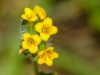 Common Fiddleneck