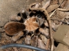 Arizona Blond Tarantula