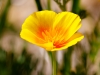 California Poppy