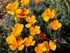 California Poppy