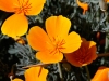 California Poppy