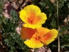 California Poppy