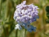 Southwestern Mock Vervain