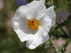 Southwestern Pricklypoppy