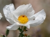 Southwestern Pricklypoppy