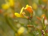 Shrubby Deervetch