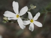 Santa Catalina Mountain Phlox