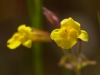 Seep Monkeyflower