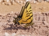 Two-tailed Swallowtail