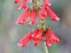 Firecracker Penstemon