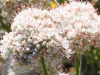 Flat Top Buckwheat