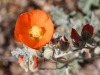 Orange Globemallow