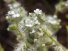 Cryptantha