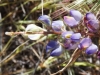 Arizona Lupine