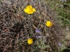 Cactus Flower