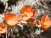 Orange Globemallow