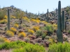 Brittlebush