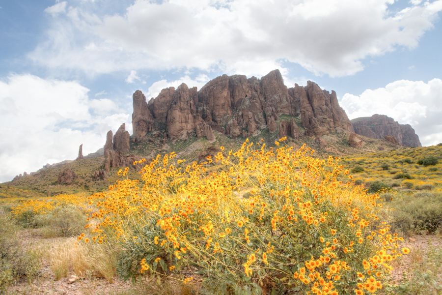 Brittlebush