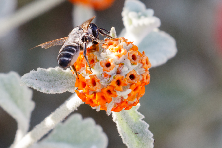 Bee on Wooly Butterfly Bush