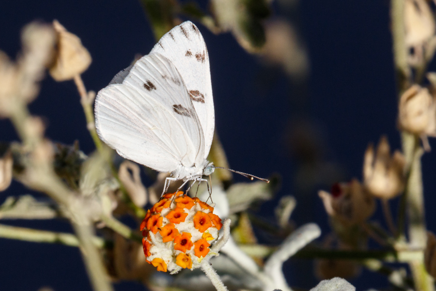 Checkered White Butterfly