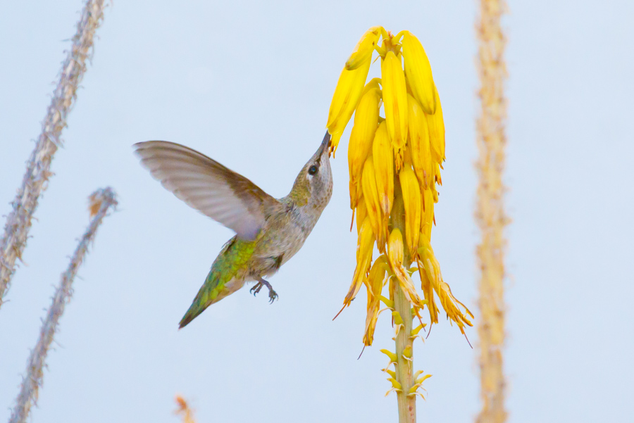 Anna\'s Hummingbird