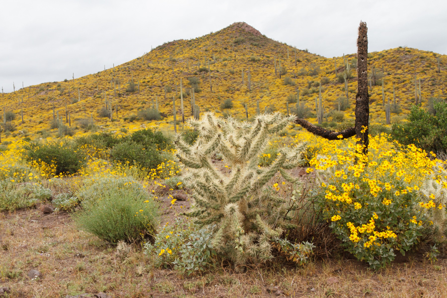 Brittlebush