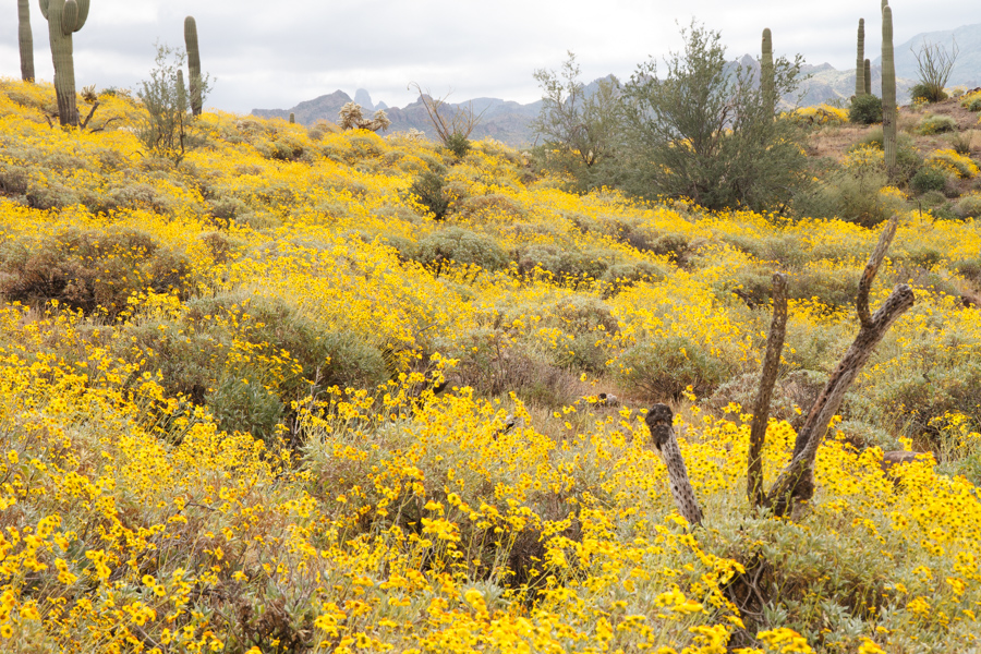 Brittlebush