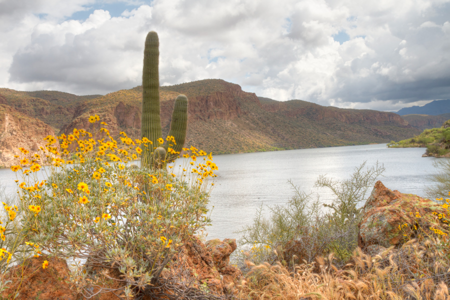 Brittlebush, Canyon Lake