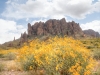 Brittlebush