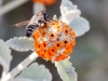 Bee on Wooly Butterfly Bush