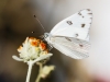 Checkered White Butterfly