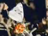 Checkered White Butterfly